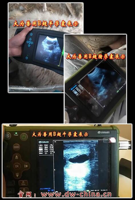 獸用B超機(jī),獸用b超,獸用孕檢B超,母豬B超,羊B超,母